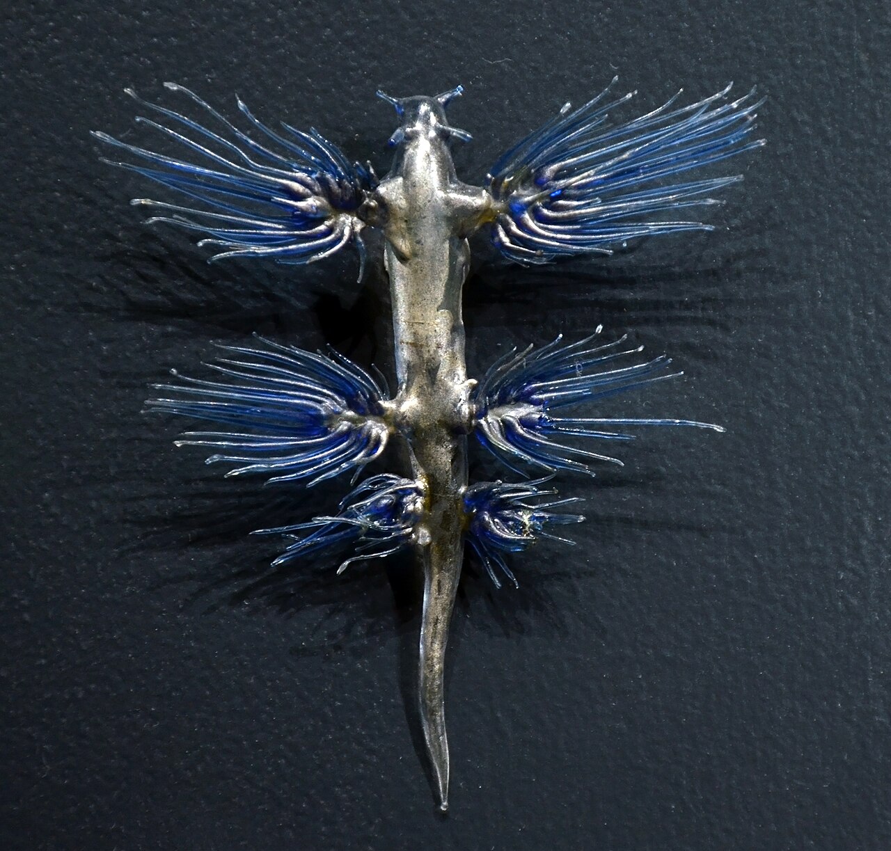 A Blaschka model of Glaucus atlanticus has a silvery tapered body and three pairs of clusters of slender blue projections.