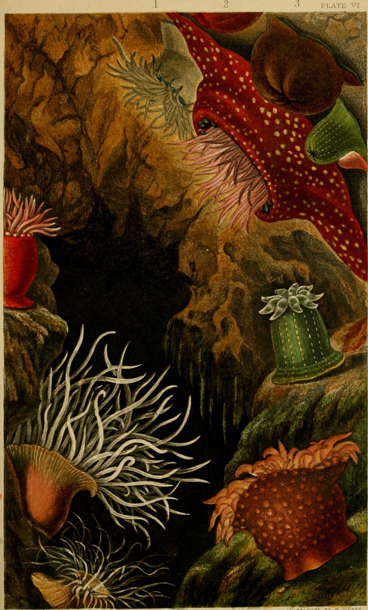 Gosse’s Plate VI shows several red, green and brown sea anemones, some expanded and some contracted, arranged on a steep rock surface.