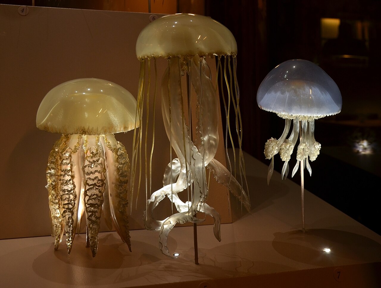 Three Blaschka jellyfish models on upright supports in a museum case. Their glass bells and hanging structures catch warm and cool display light.