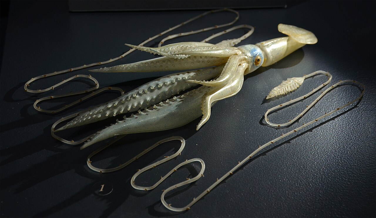 A pale glass squid model lies on a dark surface. Its arms bear rows of small suckers, and long slender structures form loops around the body.