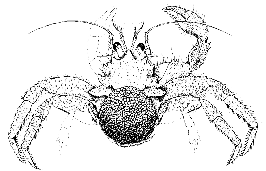Borradaile's 1916 drawing of a female Porcellanopagurus, showing the broad lobed carapace, long antennae and limbs.