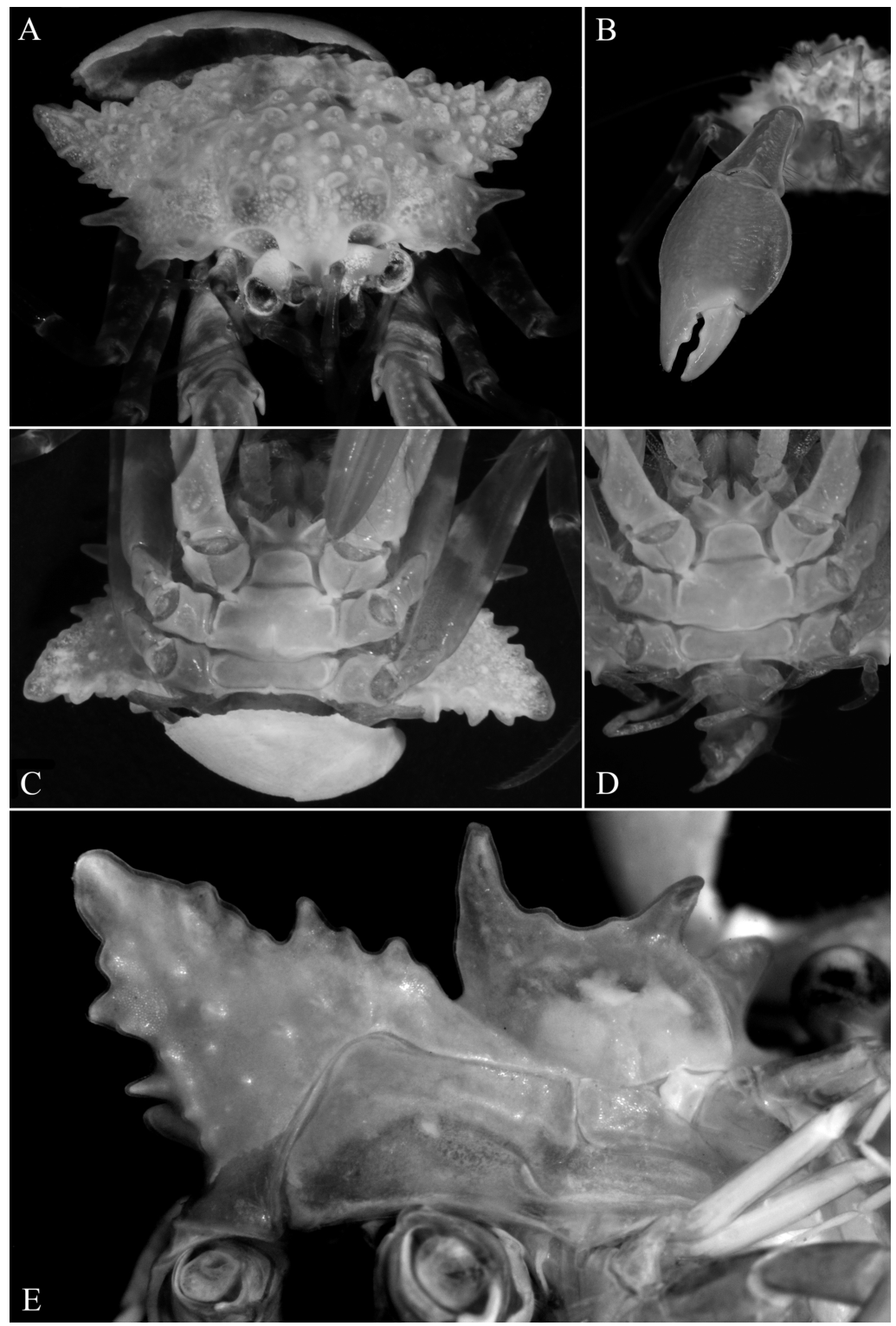 Five views of the Patagurus rex holotype, including its broad carapace and underside with and without the small bivalve shell.